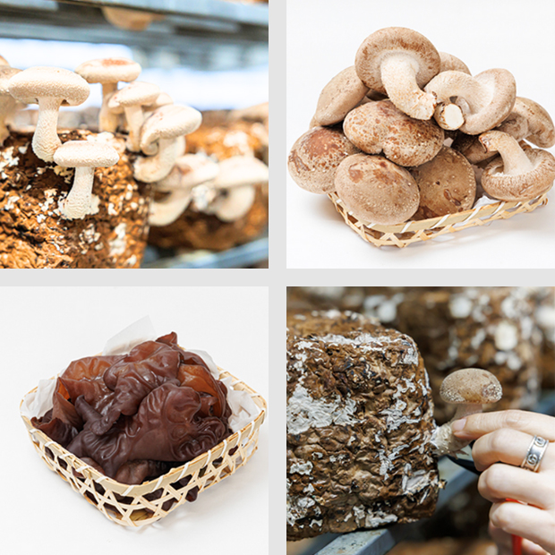 基麟会イメージ