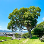 なぎのやど中庭1