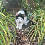 なぎのやど中庭3