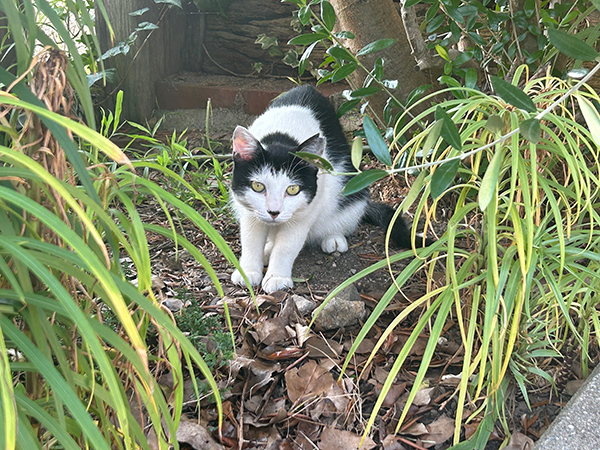 画像：なぎのやど中庭3