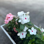 ふどきぃひるず4