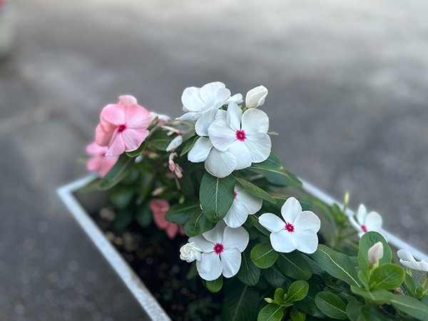 画像：ふどきぃひるず4